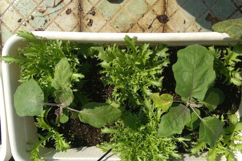阳台种菜好简单,一个花盆一点种子,蹭蹭长得快,经常有菜收获了