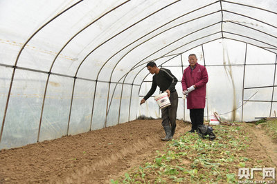 江西扬子洲:冬播防寒保蔬菜生产