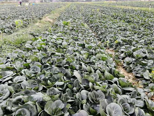 曲江这个基地是国家农业部批准的无公害和绿色食品蔬菜生产基地