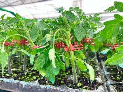 2021云南·元谋蔬菜种业博览会开幕