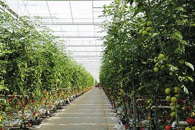 荷兰蔬菜种子将在西海岸“开花”-青岛报纸电子版