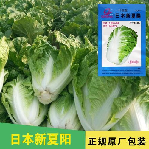 一代杂交日本新夏阳白菜种子306耐热夏阳蔬菜夏播大白菜