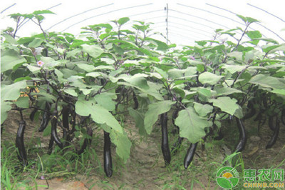 大棚茄果类蔬菜冬季生产关键技术